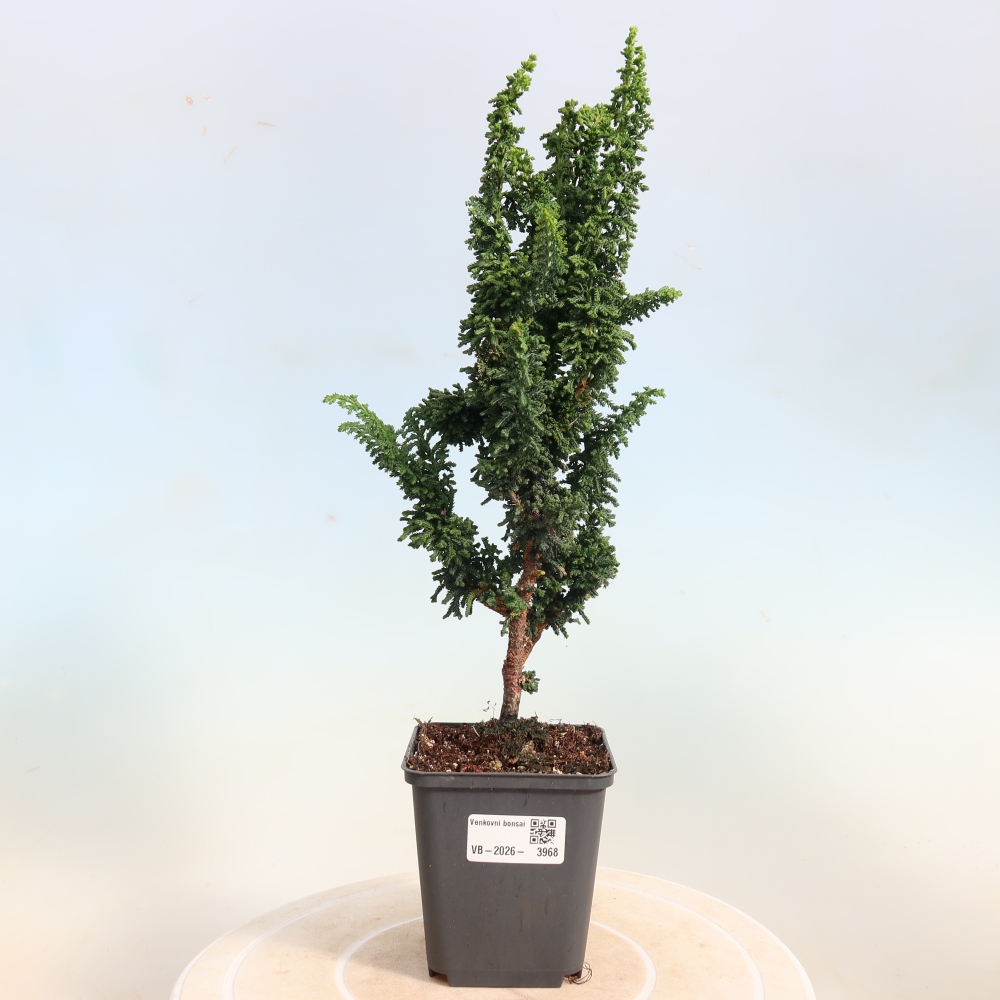 Bonsai da esterno - Cham. obtusa SEKKA HINOKI - Cipresso