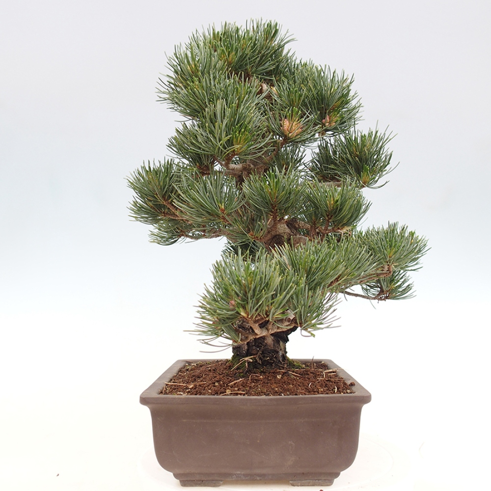 Bonsai da esterno - Pinus parviflora - Pinus parviflora