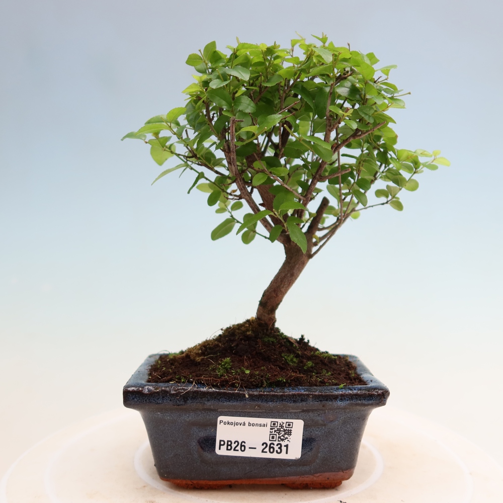Camera bonsai - Sageretia thea - Sageretia thea