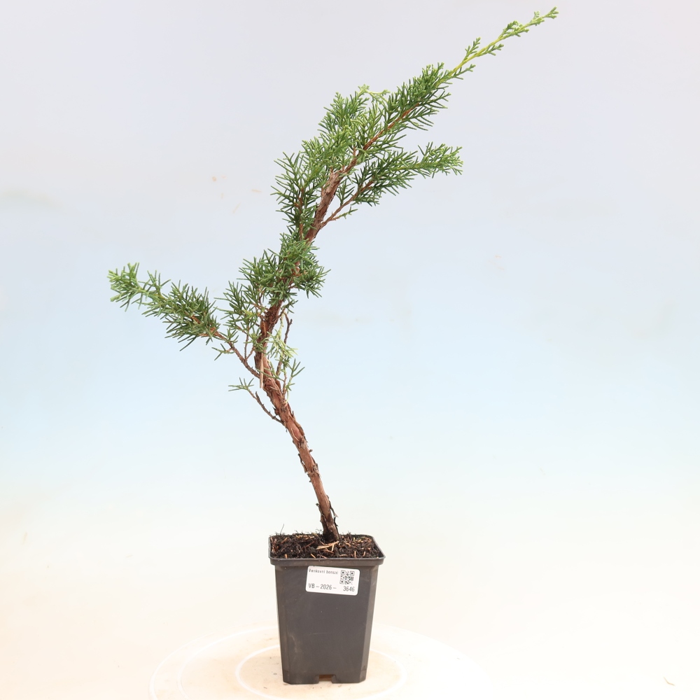 Bonsai da esterno - Juniperus chinensis Kishu
