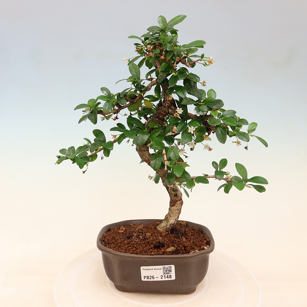Camera bonsai - Carmona macrophylla - Tea fuki