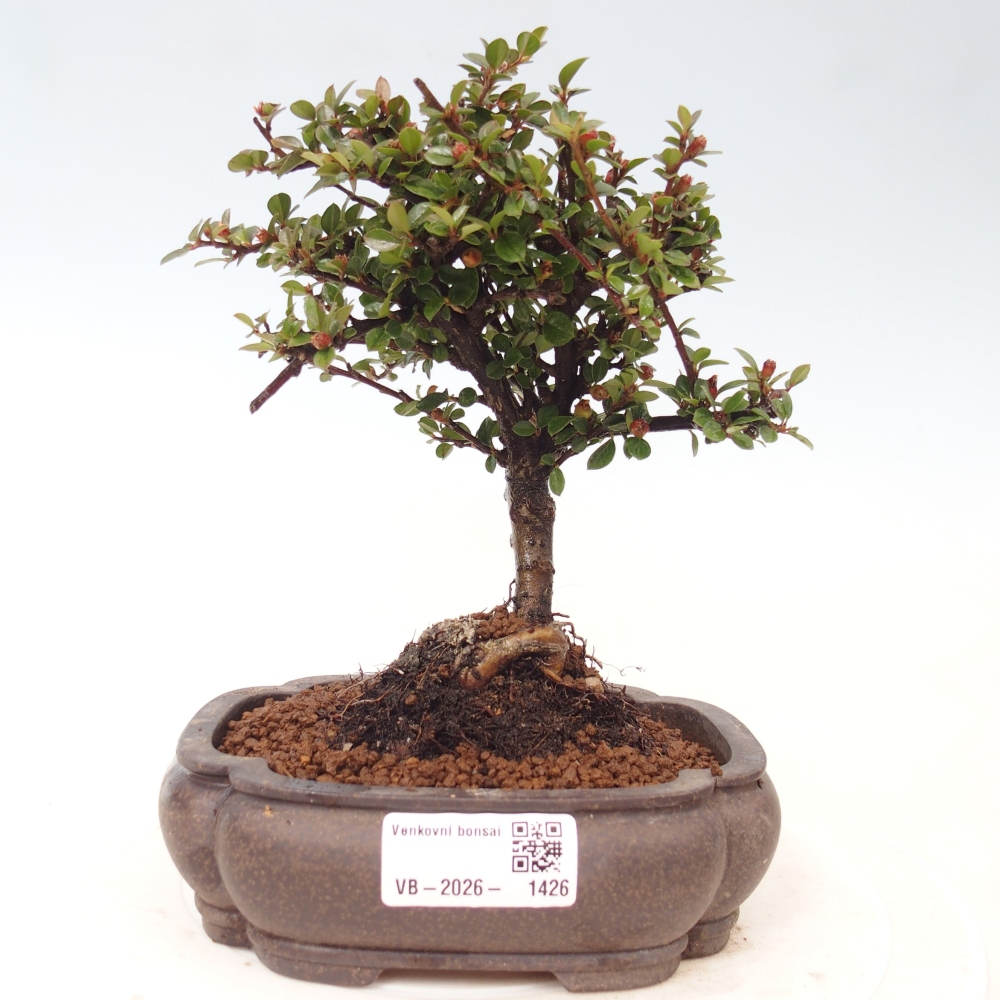 Bonsai da esterno - Cotoneaster horizontalis - Montagna rocciosa