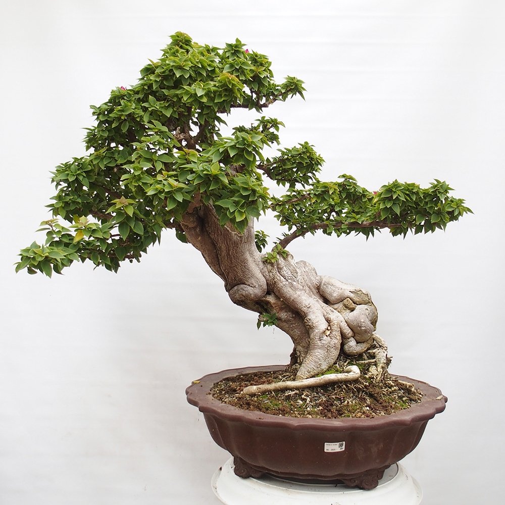 Camera bonsai - Bouganwilea