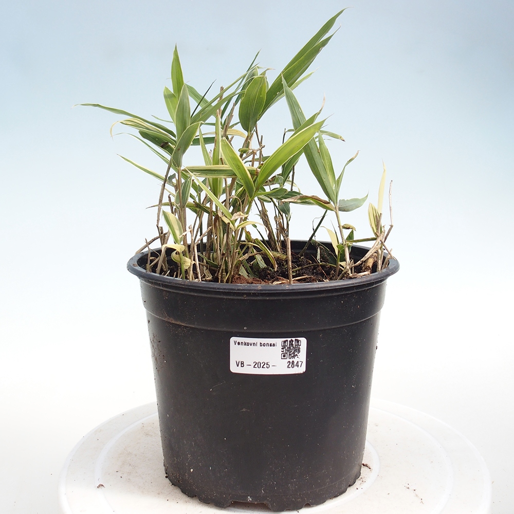 Bonsai da esterno - Sasaella masamuneana Albostriata - Bambù