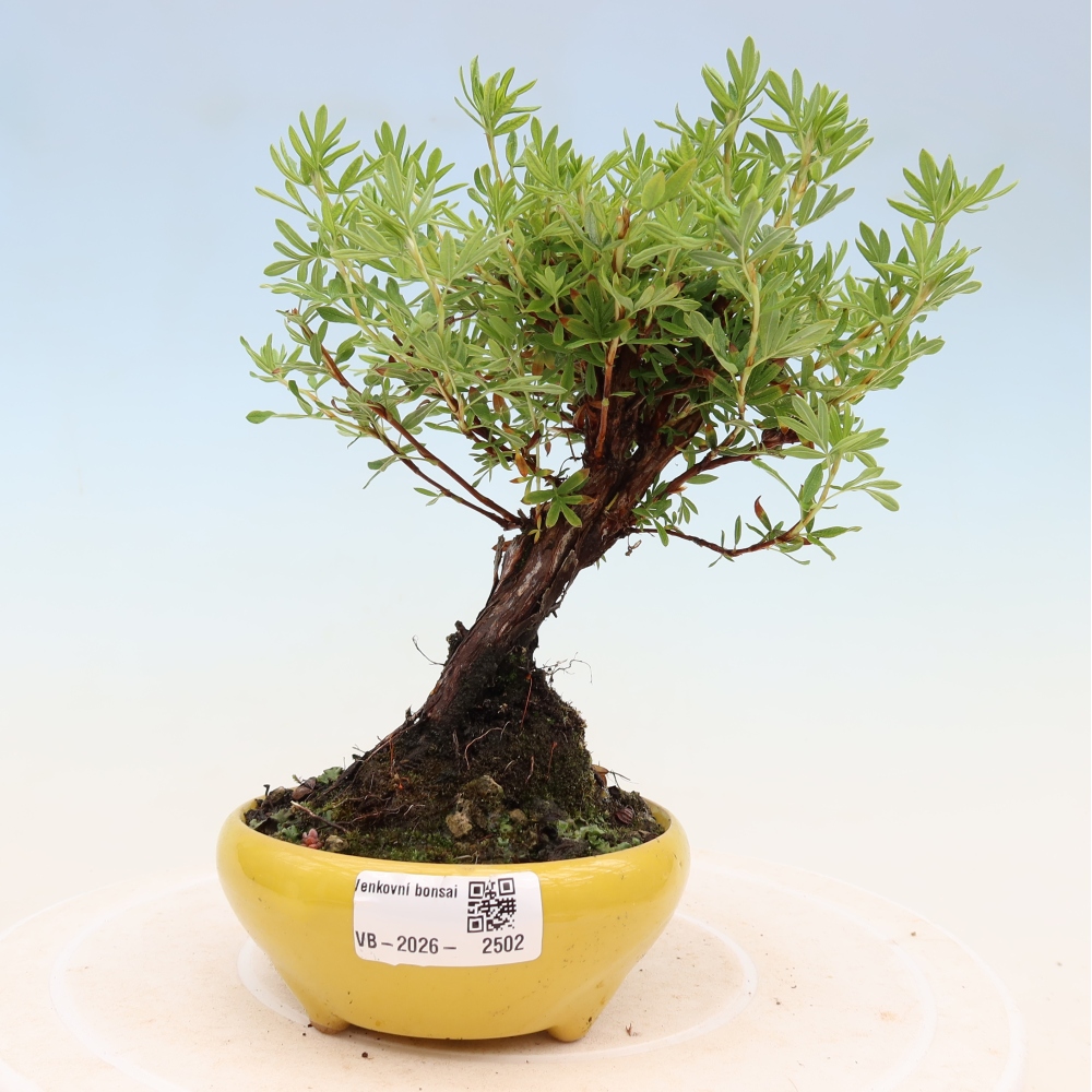Bonsai da esterno - Potentila fruticosa