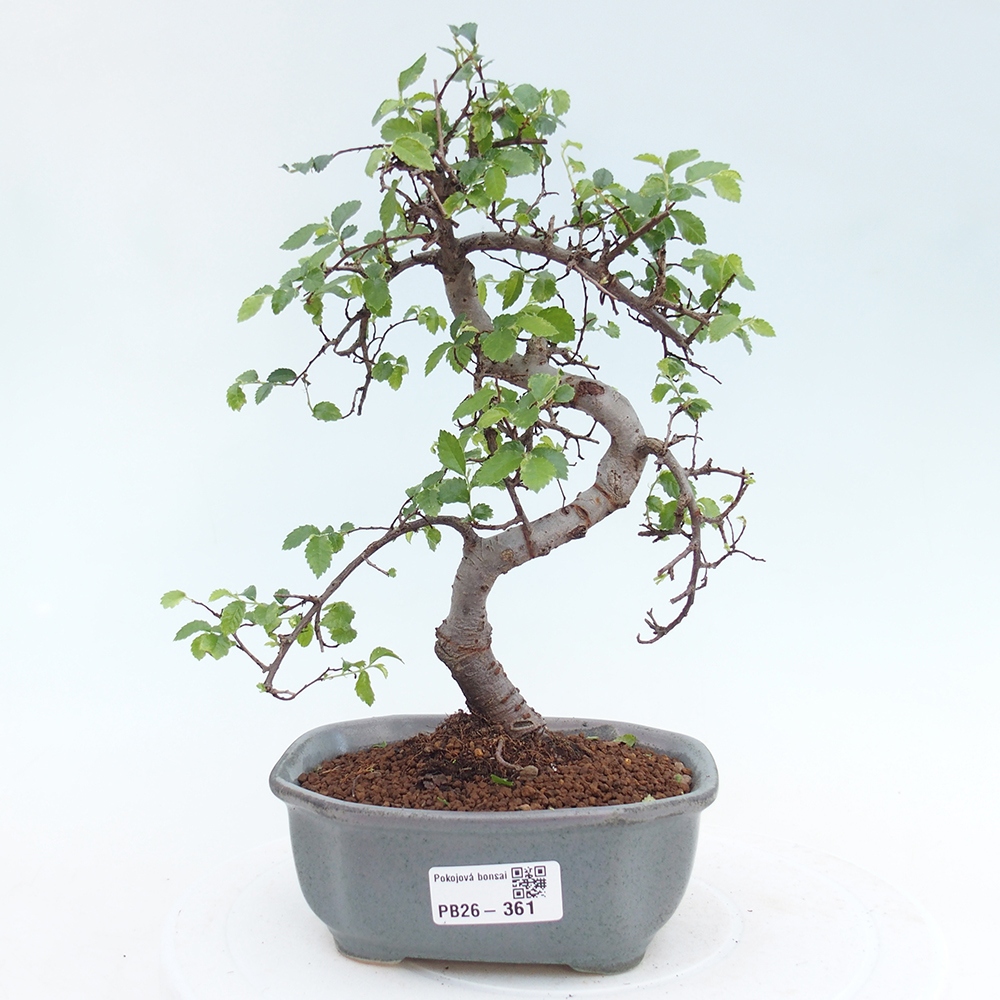 Camera bonsai - Ulmus parvifolia - Olmo a foglie piccole