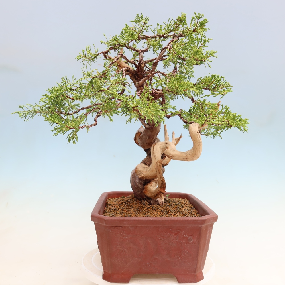Bonsai da esterno - Juniperus chinensis Itoigawa-Juniperus chinensis