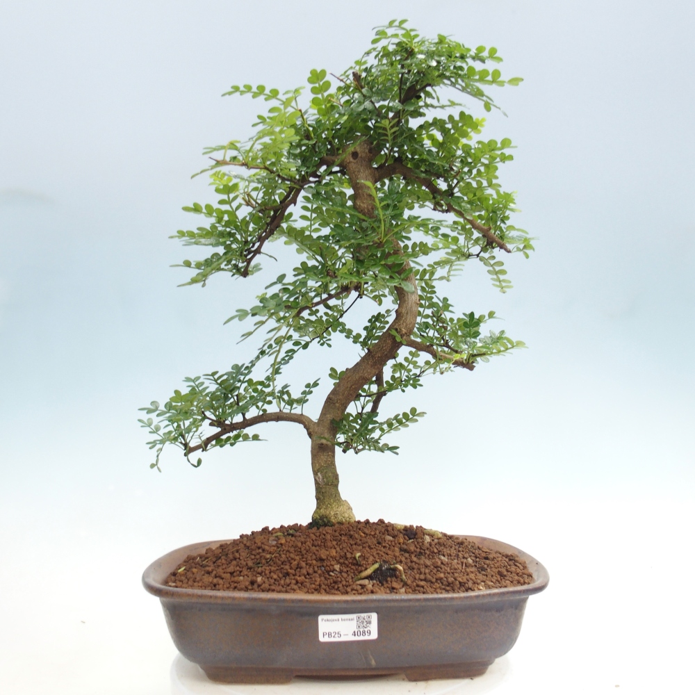 Camera bonsai - Zantoxylum piperitum - albero del pepe
