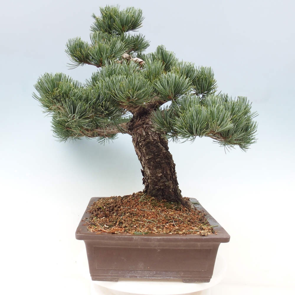 Bonsai da esterno - Pinus parviflora - Pinus parviflora