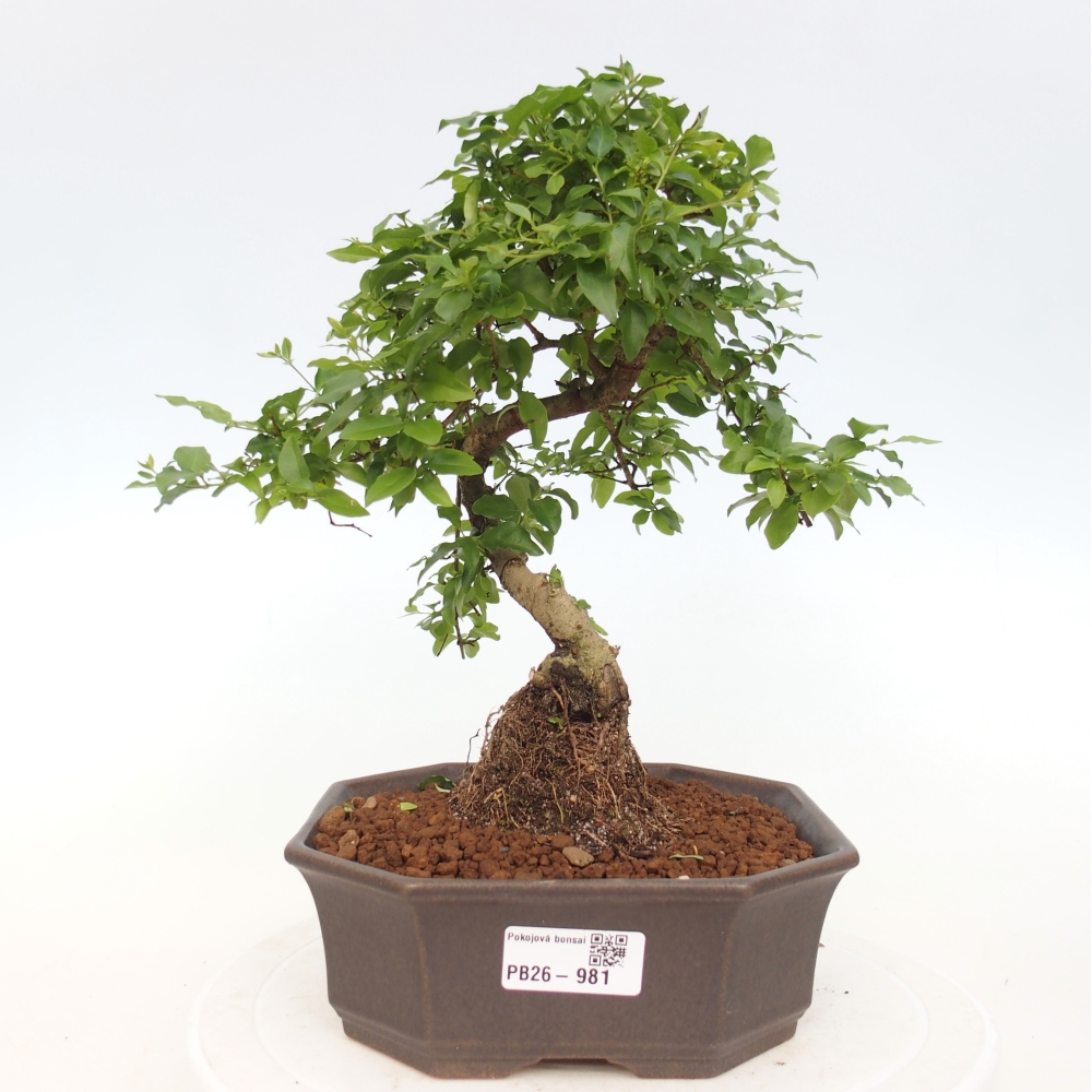 Camera bonsai -Ligustrum chinensis - Becco d'uccello