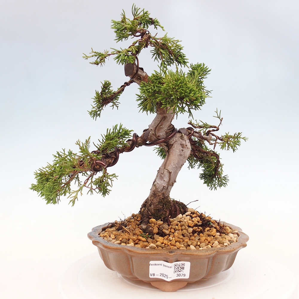 Bonsai da esterno - Juniperus chinensis Itoigawa