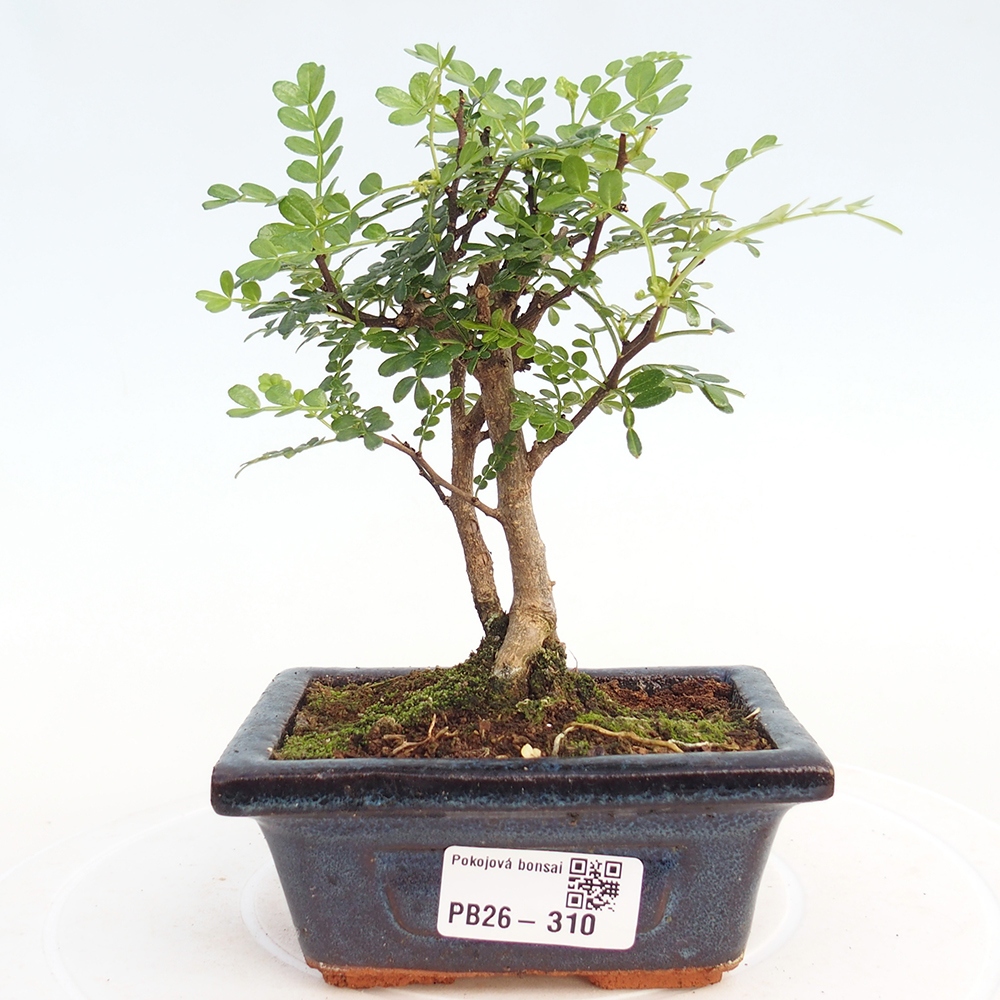 Camera bonsai - Zantoxylum piperitum - albero del pepe