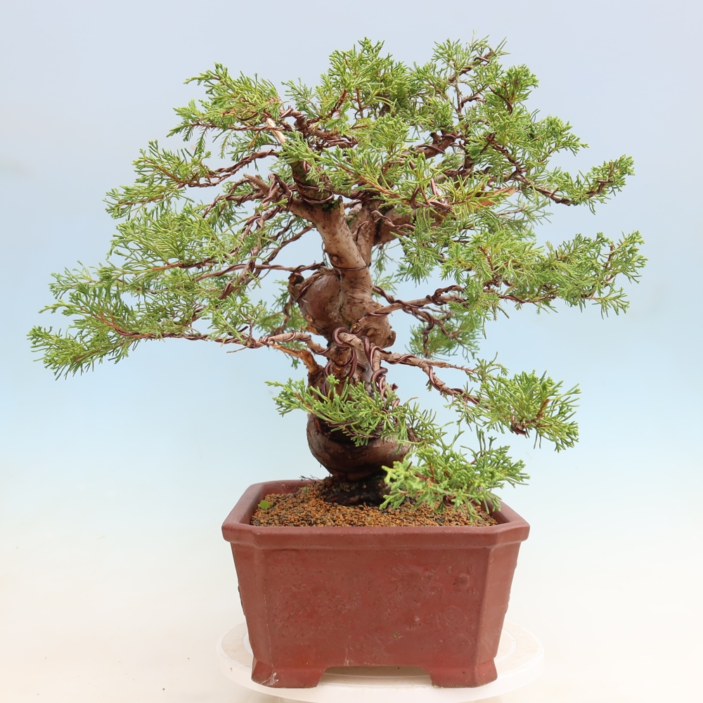 Bonsai da esterno - Juniperus chinensis Itoigawa-Juniperus chinensis