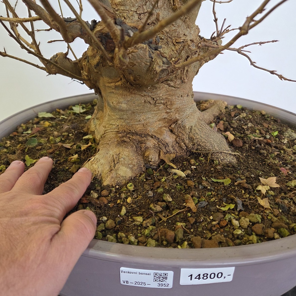 Bonsai da esterno Acero Burger - Acer Burgeriana