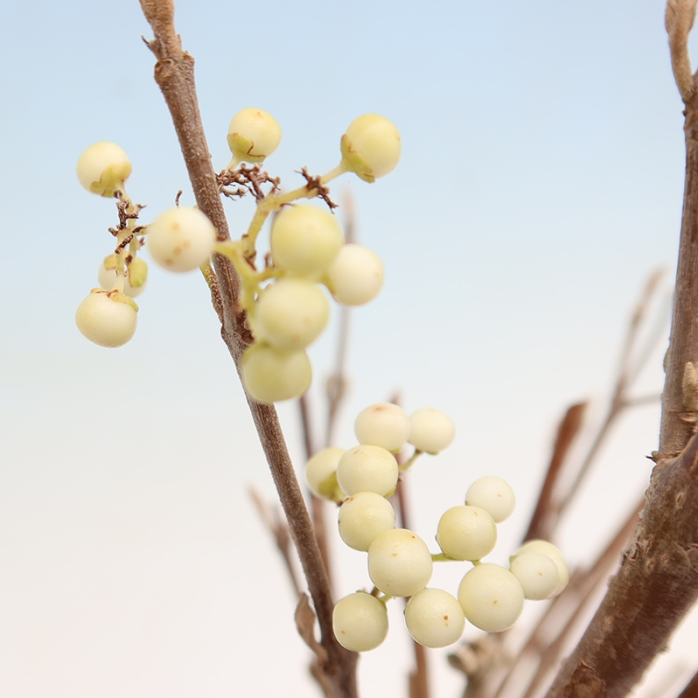 Bonsai da esterno - Callicarpa bodinieri Snowqueen - Callicarpa