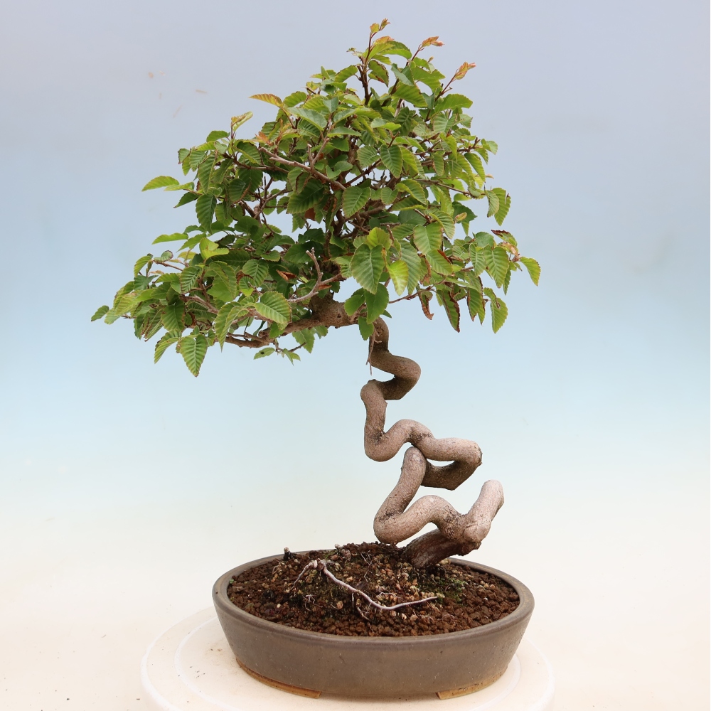 Bonsai da esterno -Carpinus Coreana - Carpino coreano