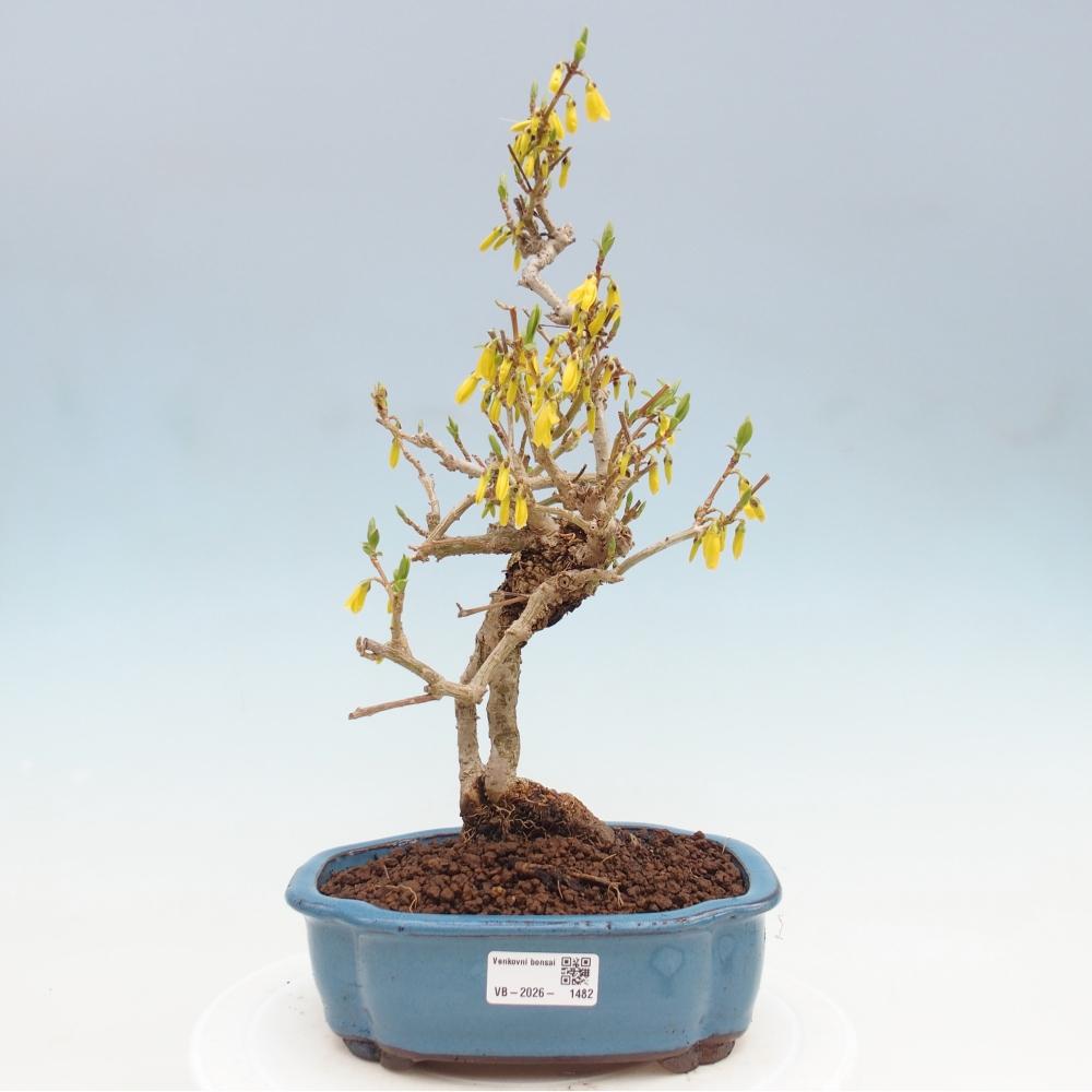 Bonsai da esterno - Zlatice - Forsythia koreana
