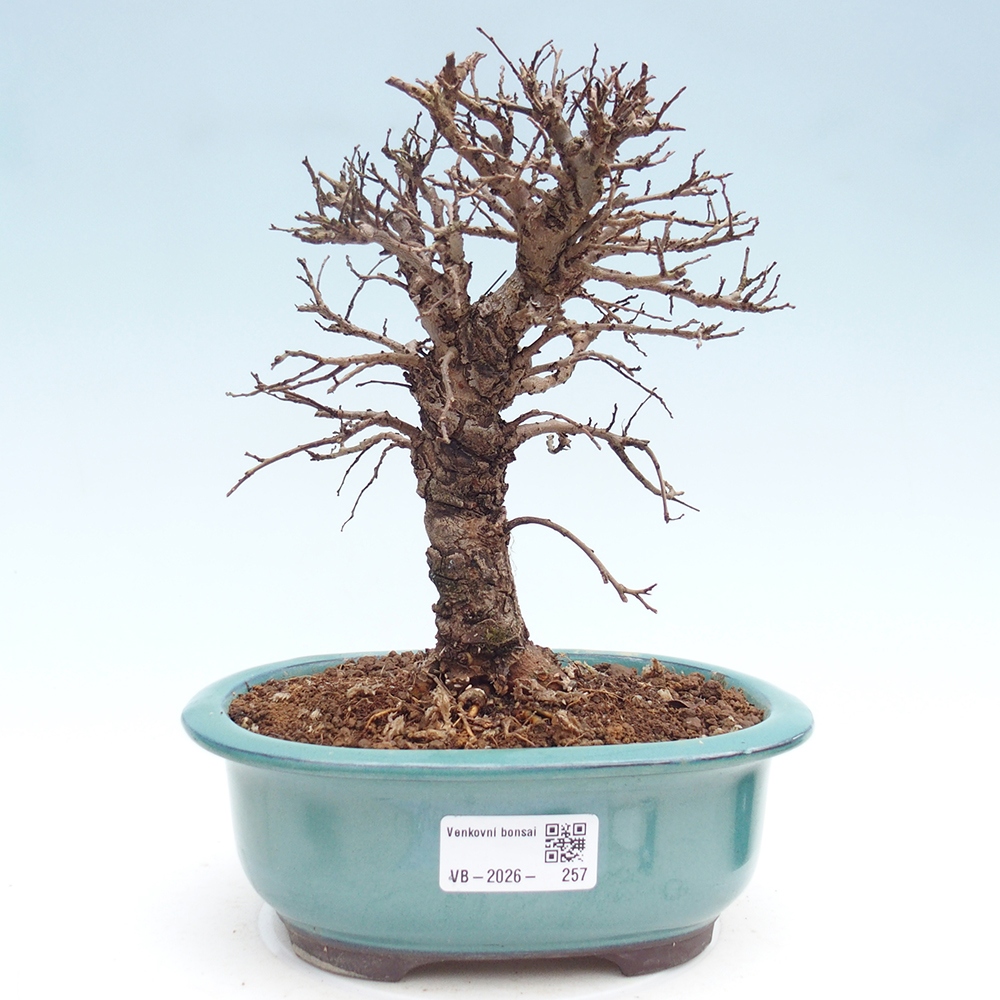 Bonsai da esterno - Zelkova - Zelkova NIRE
