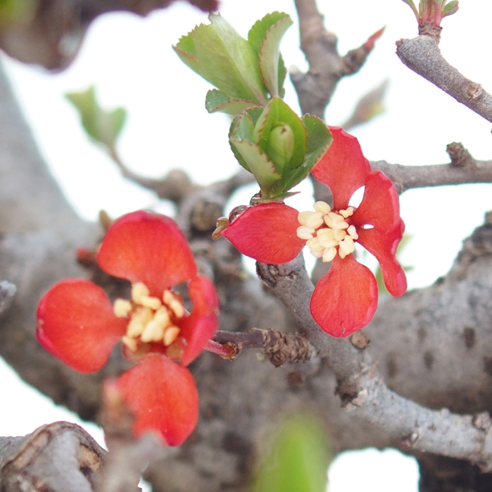 Bonsai da esterno - Chaneomeles speciosa - Cotogno