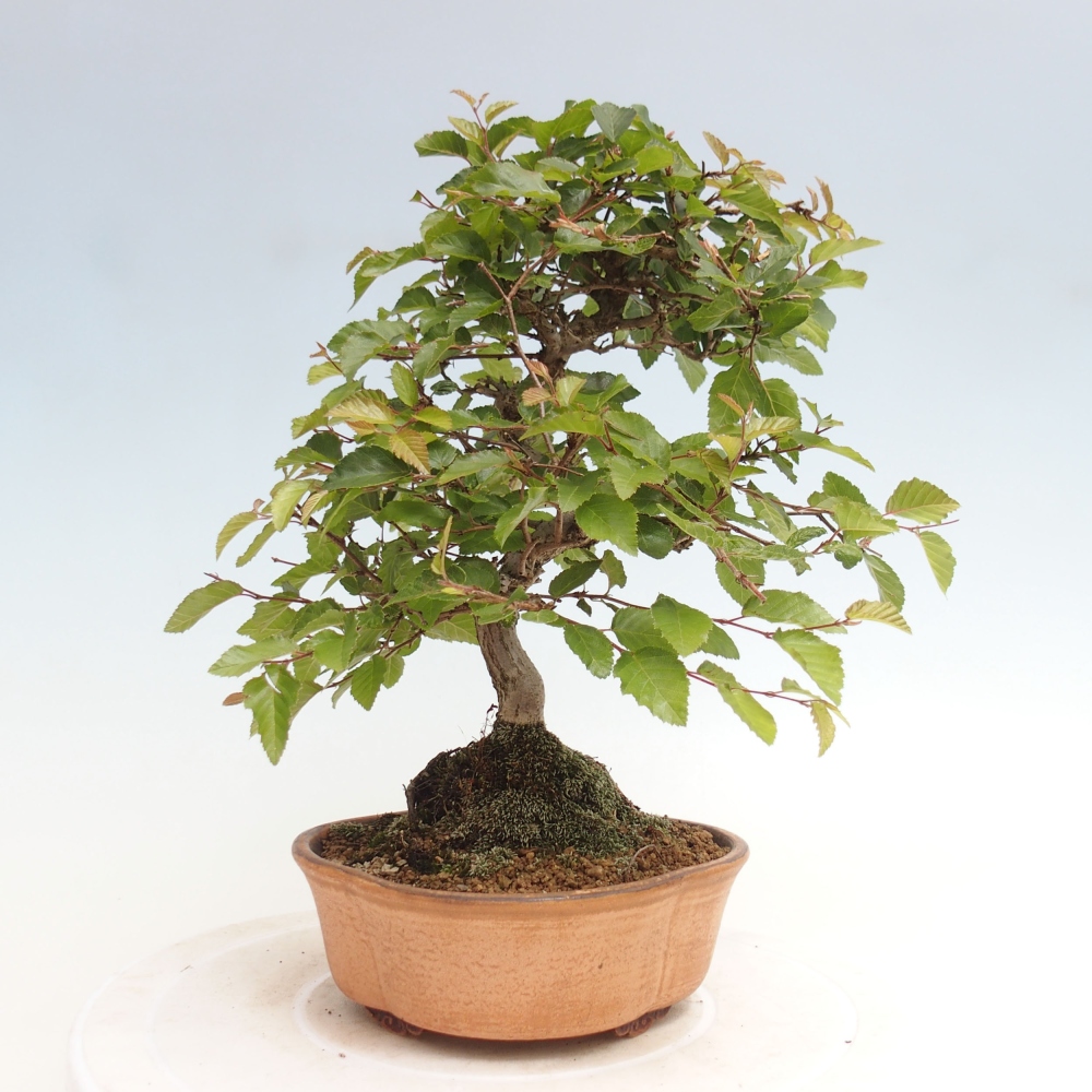 Bonsai da esterno -Carpinus CARPINOIDES - Carpino coreano