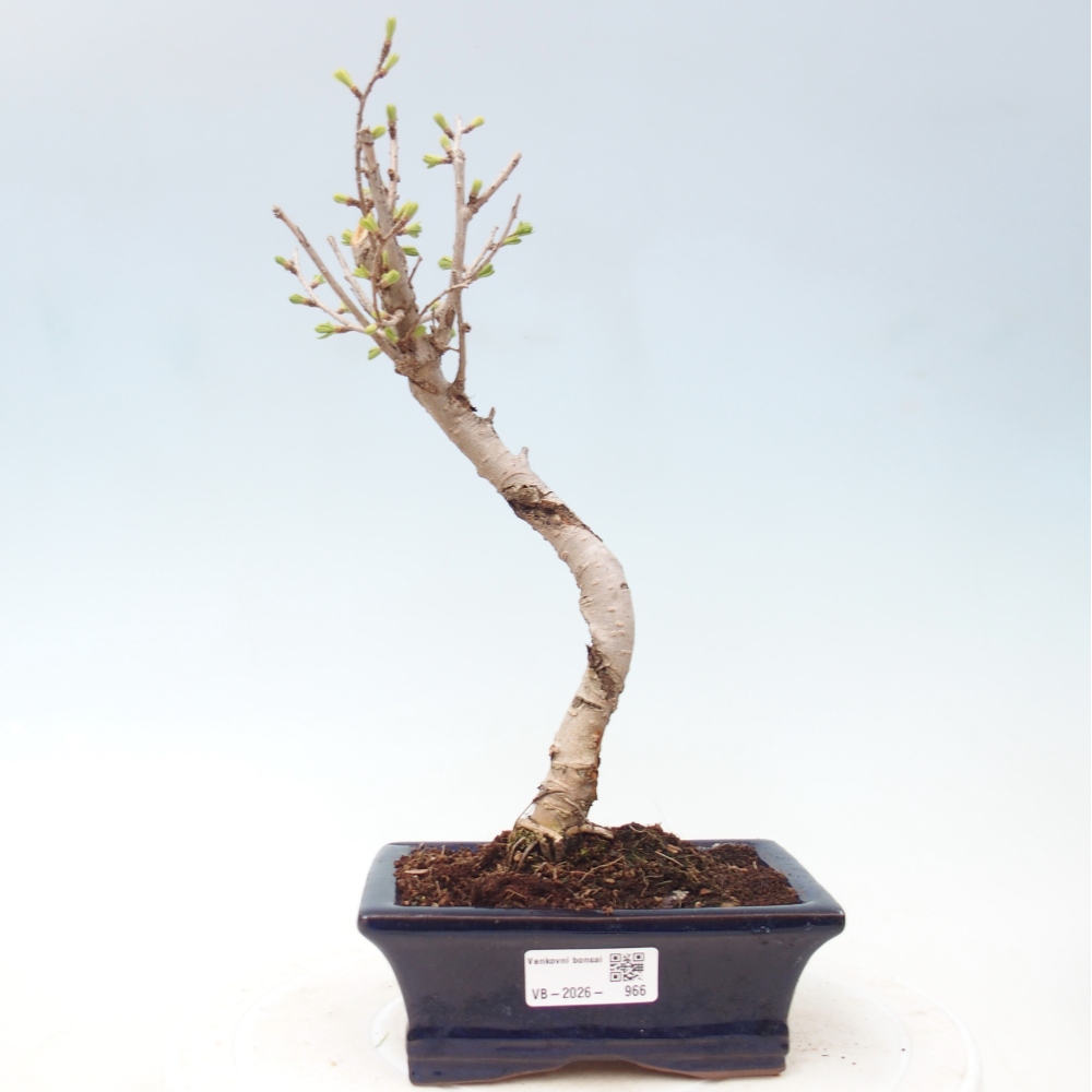 Bonsai da esterno -Pseudolarix amabis-Pseudolarix amabis