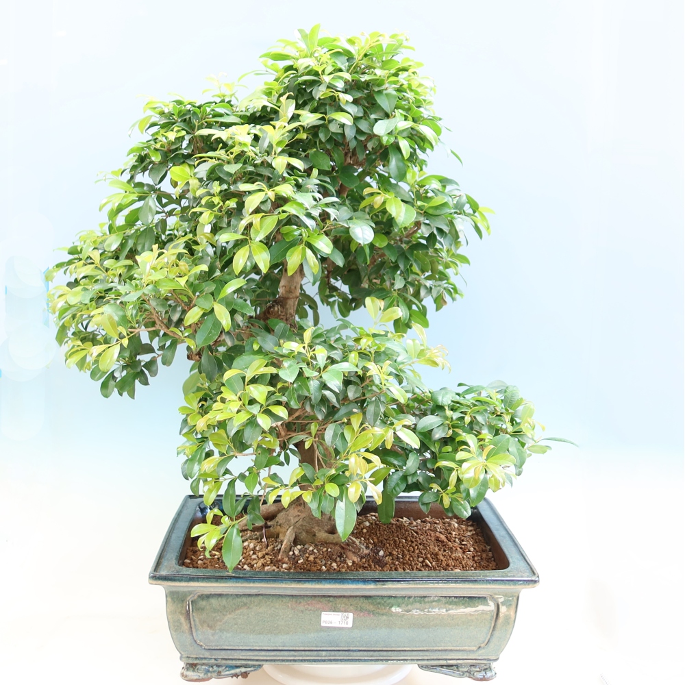 Camera bonsai - Ciliegio australiano - Eugenia uniflora