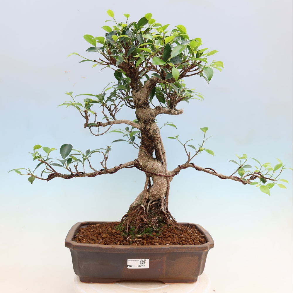 Camera bonsai - Ficus kimmen - ficus a foglie piccole