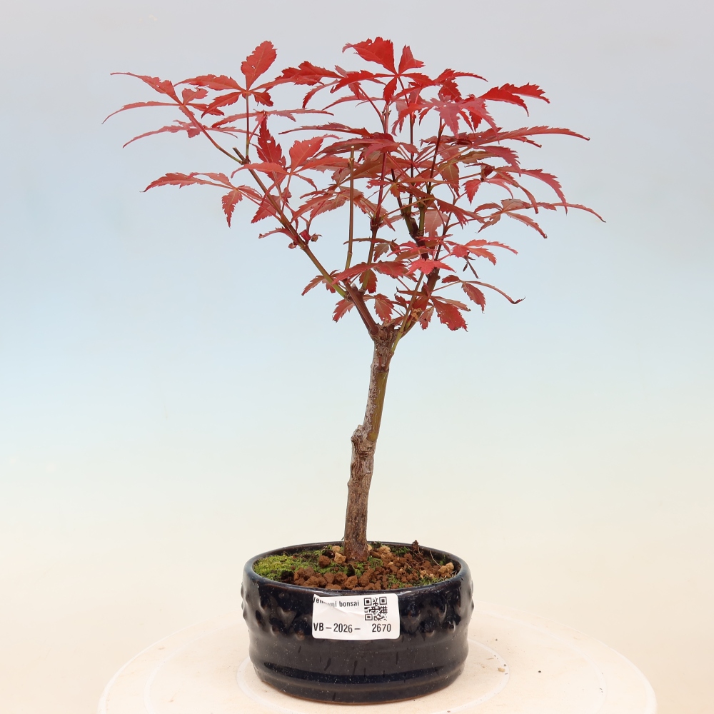 Bonsai da esterno - Palma Acer. Atropurpureum-Javor palmate