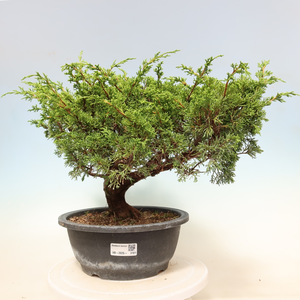 Bonsai da esterno - Juniperus chinensis Itoigawa-Juniperus chinensis