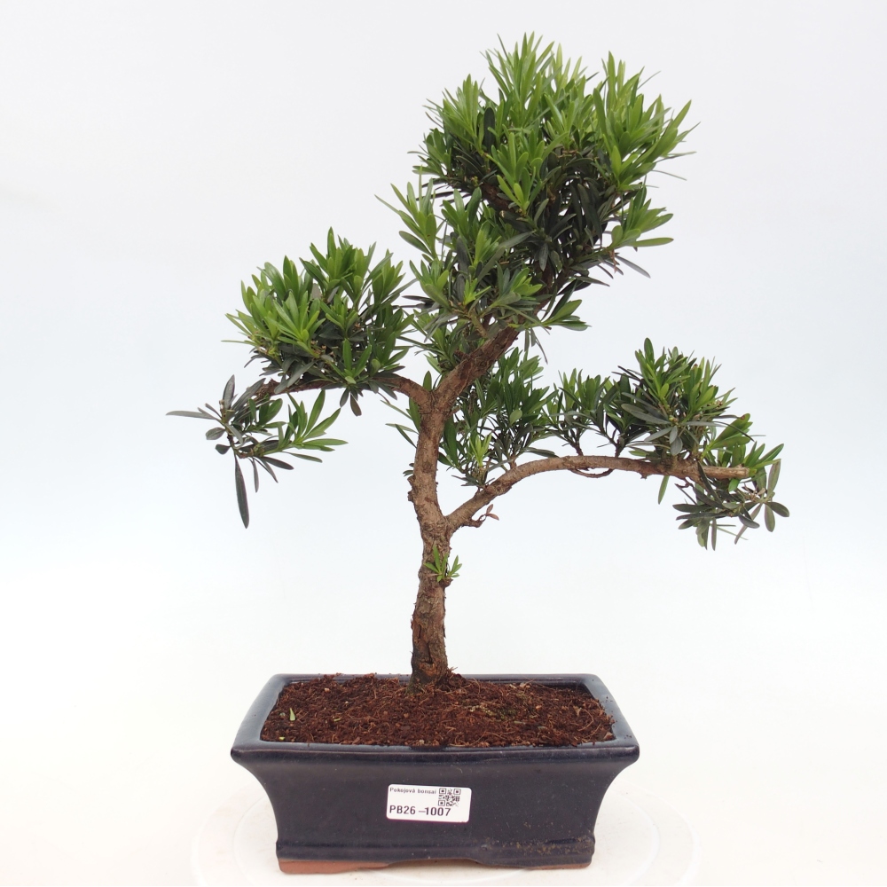 Camera bonsai - Podocarpus - Tasso delle pietre