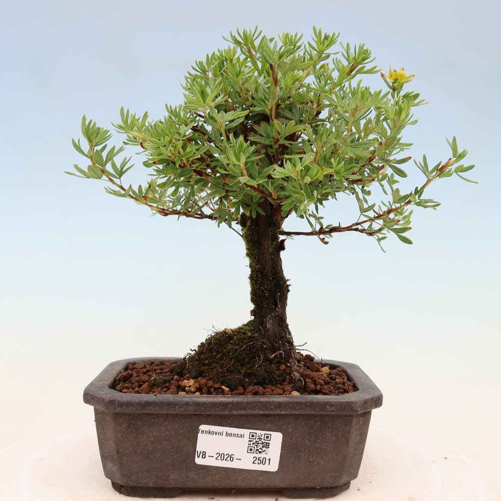 Bonsai da esterno - Potentila fruticosa