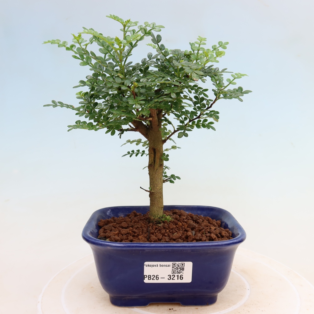 Camera bonsai - Zantoxylum piperitum - albero del pepe