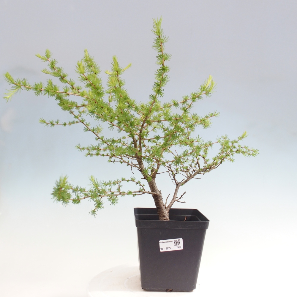 Bonsai da esterno -Larix decidua - Larice