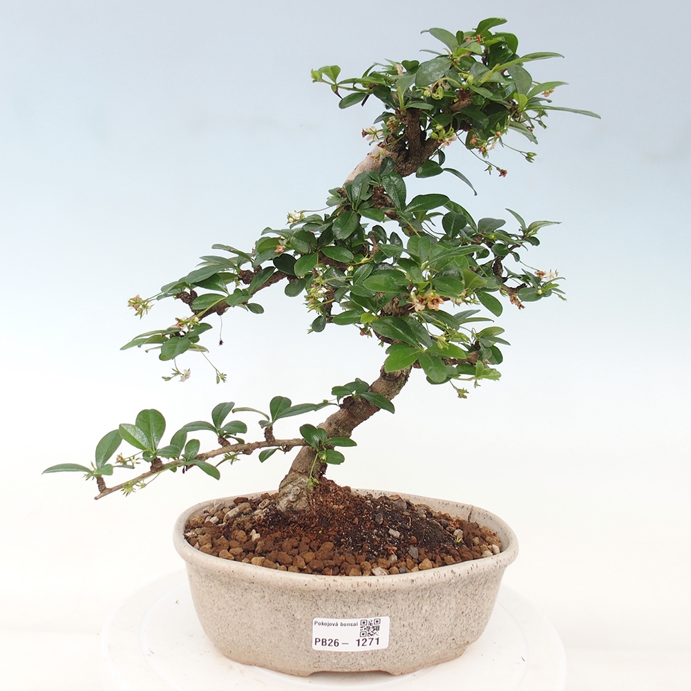 Camera bonsai - Carmona macrophylla - Tea fuki
