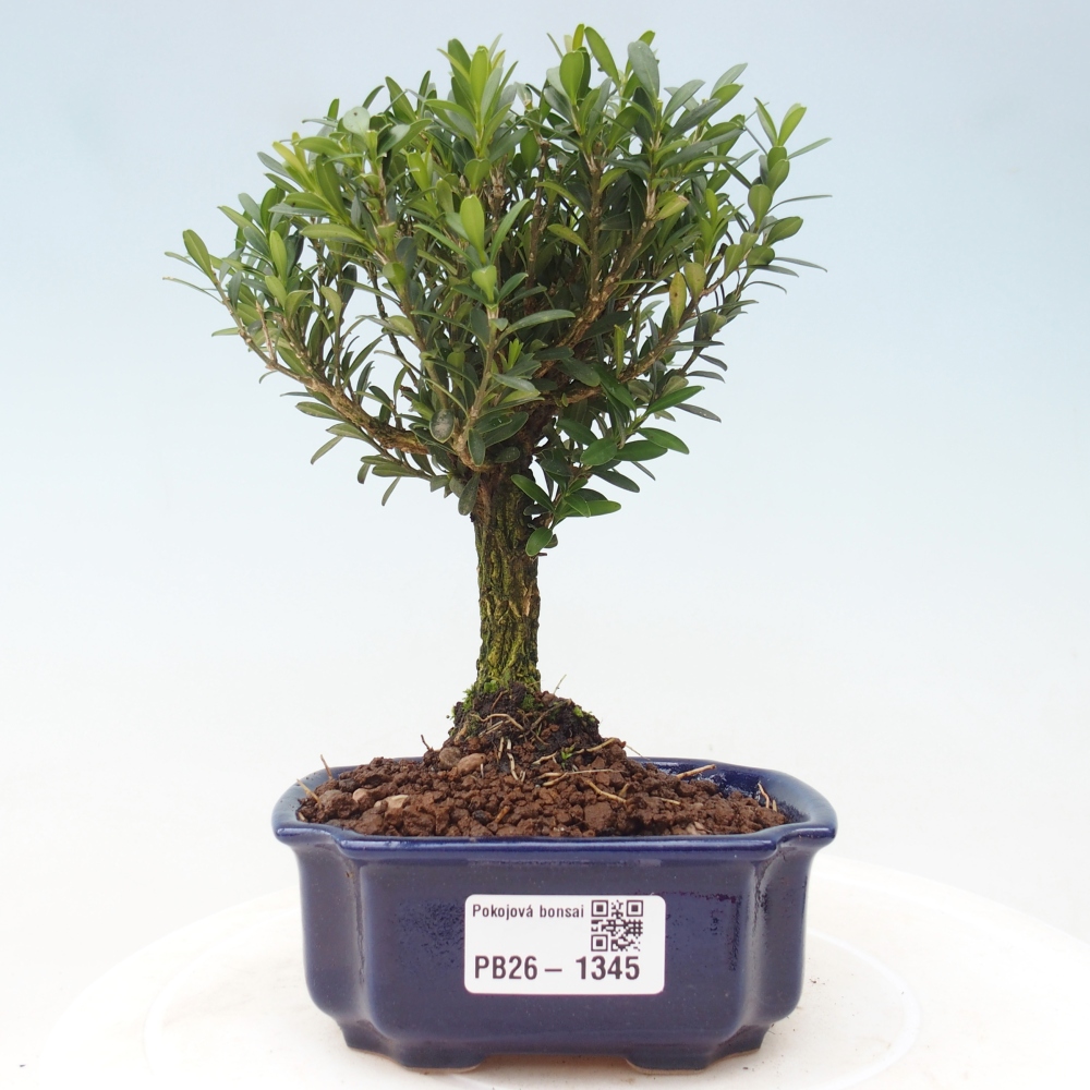 Camera bonsai - Buxus harlandii - buxus da sughero