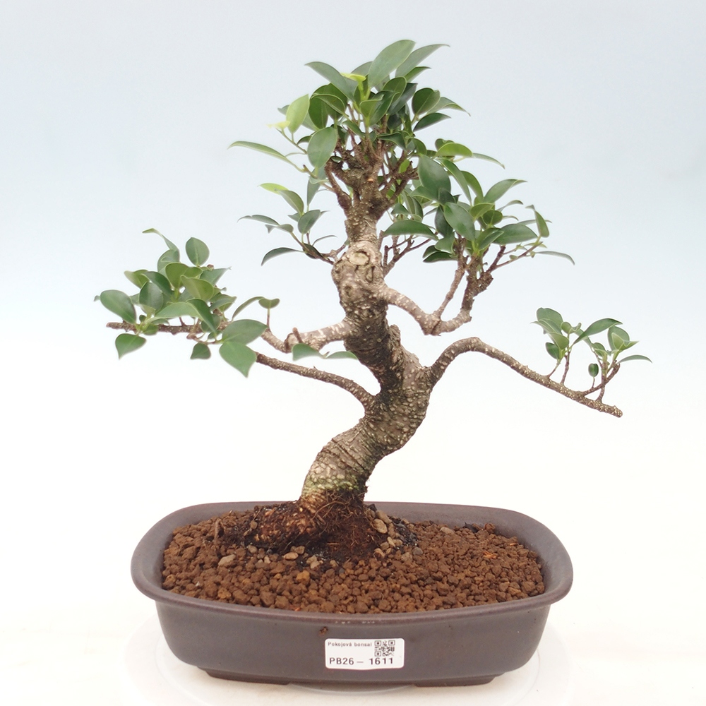 Camera bonsai - Ficus kimmen - ficus a foglie piccole