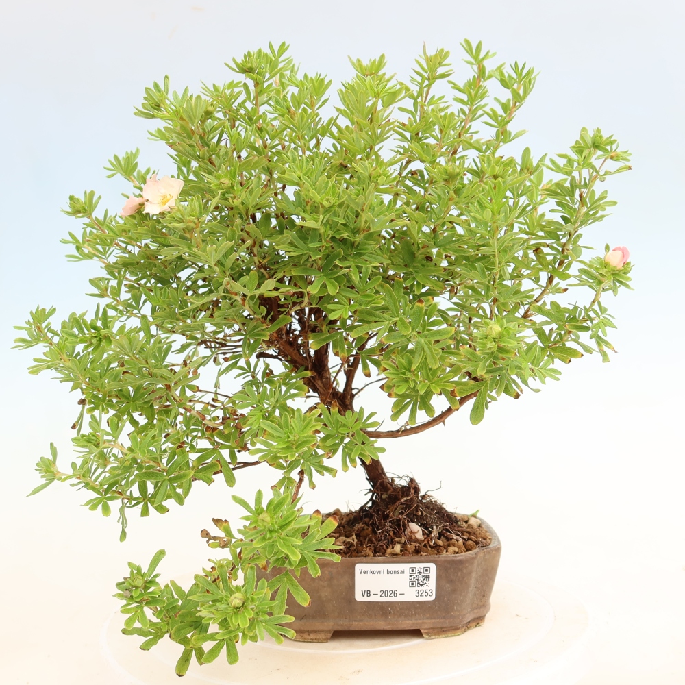Bonsai da esterno - Potentilla fruticosa - Potentila fruticosa Bellissima