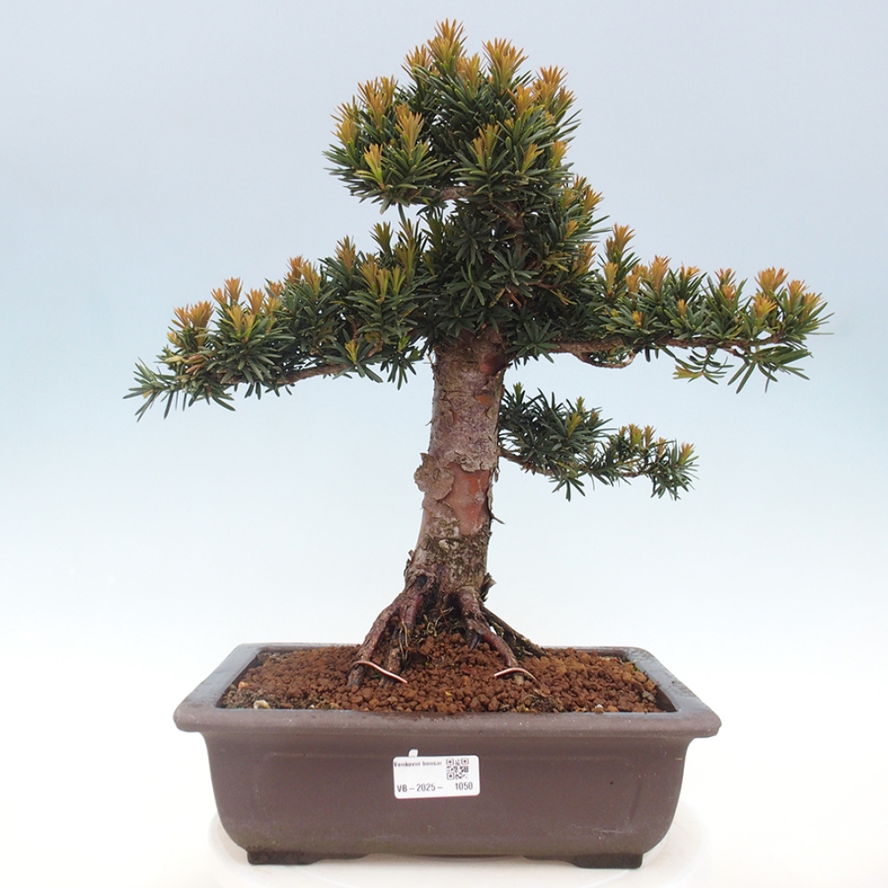 Bonsai da esterno - Taxus cuspidata - Tasso giapponese
