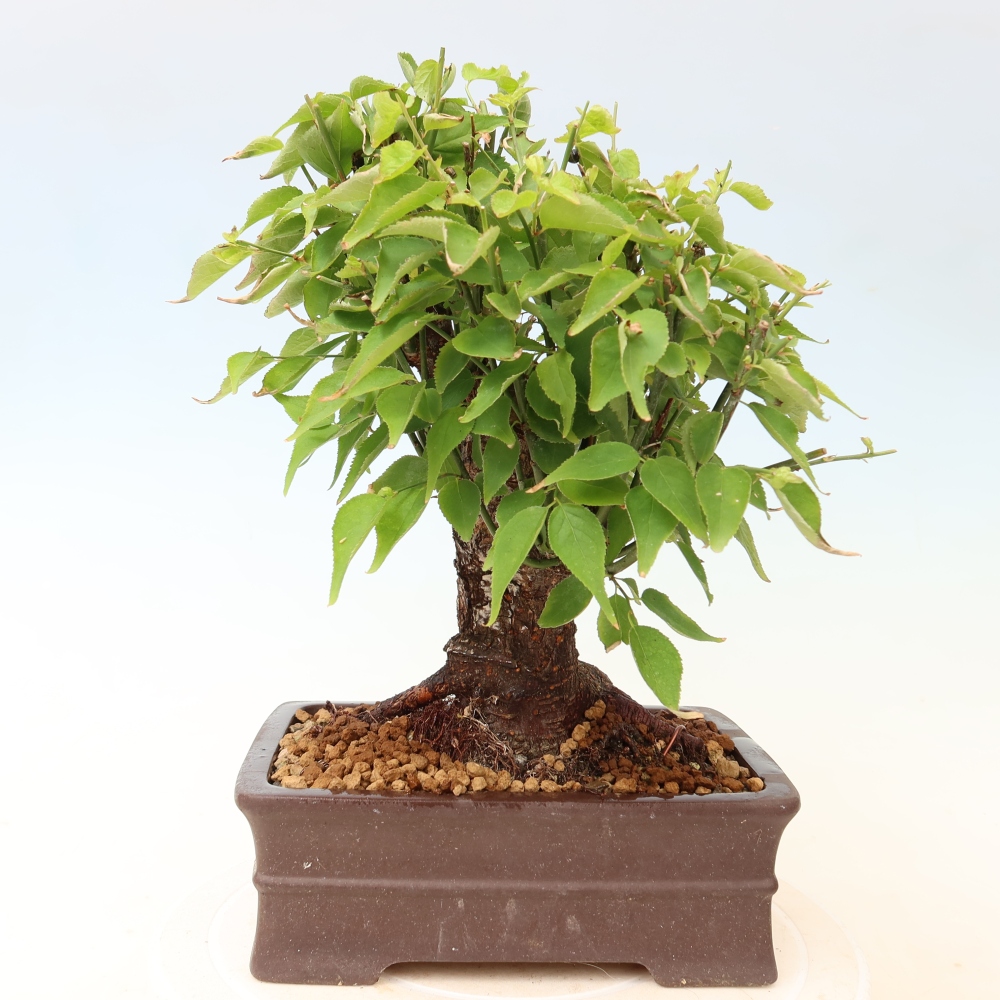Bonsai da esterno - Albicocco giapponese - Prunus Mume