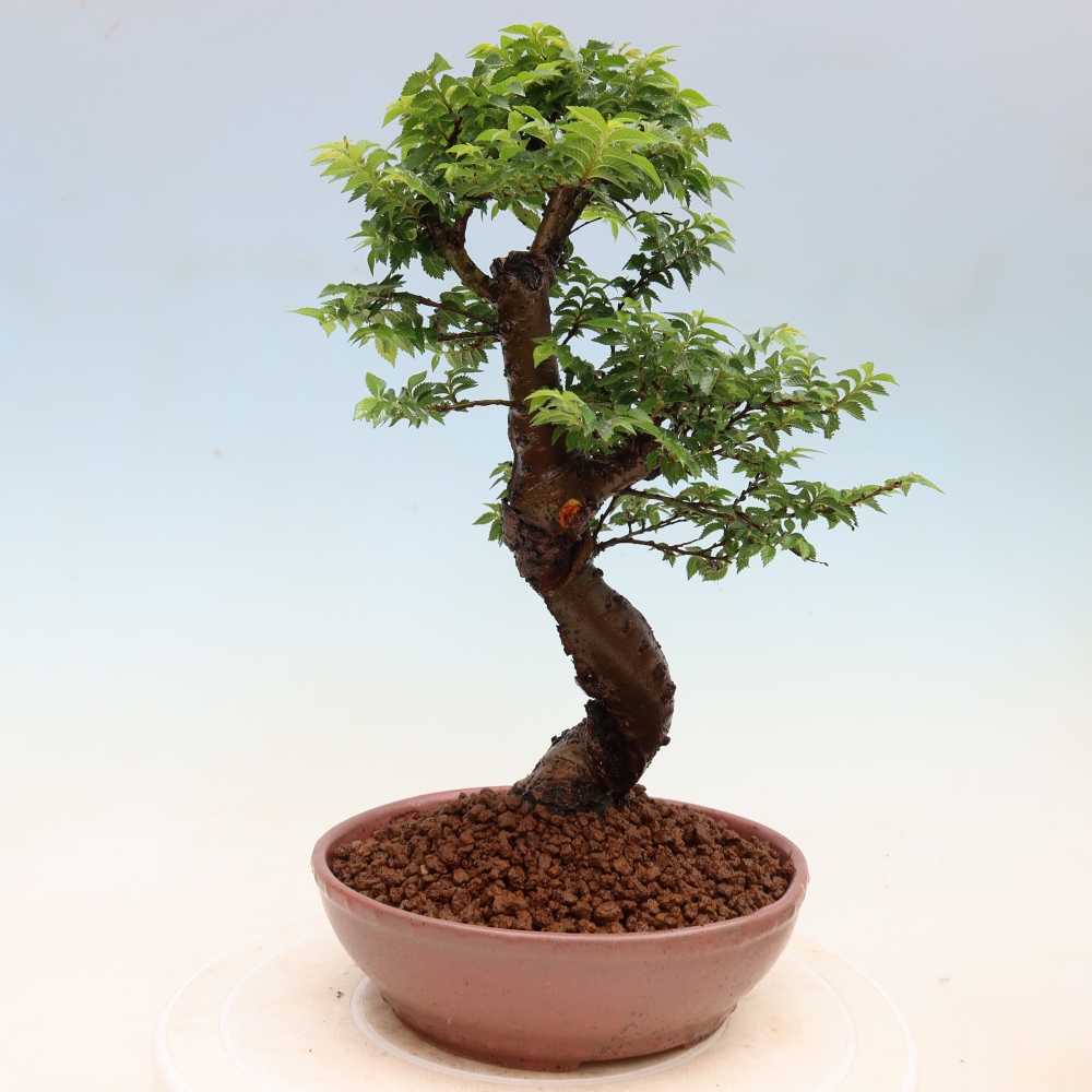 Bonsai da esterno - Ulmus Jacqueline Hillier - Olmo magnifico