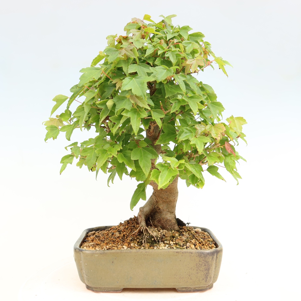 Bonsai da esterno - Acero Burger - Acer Burgerianum