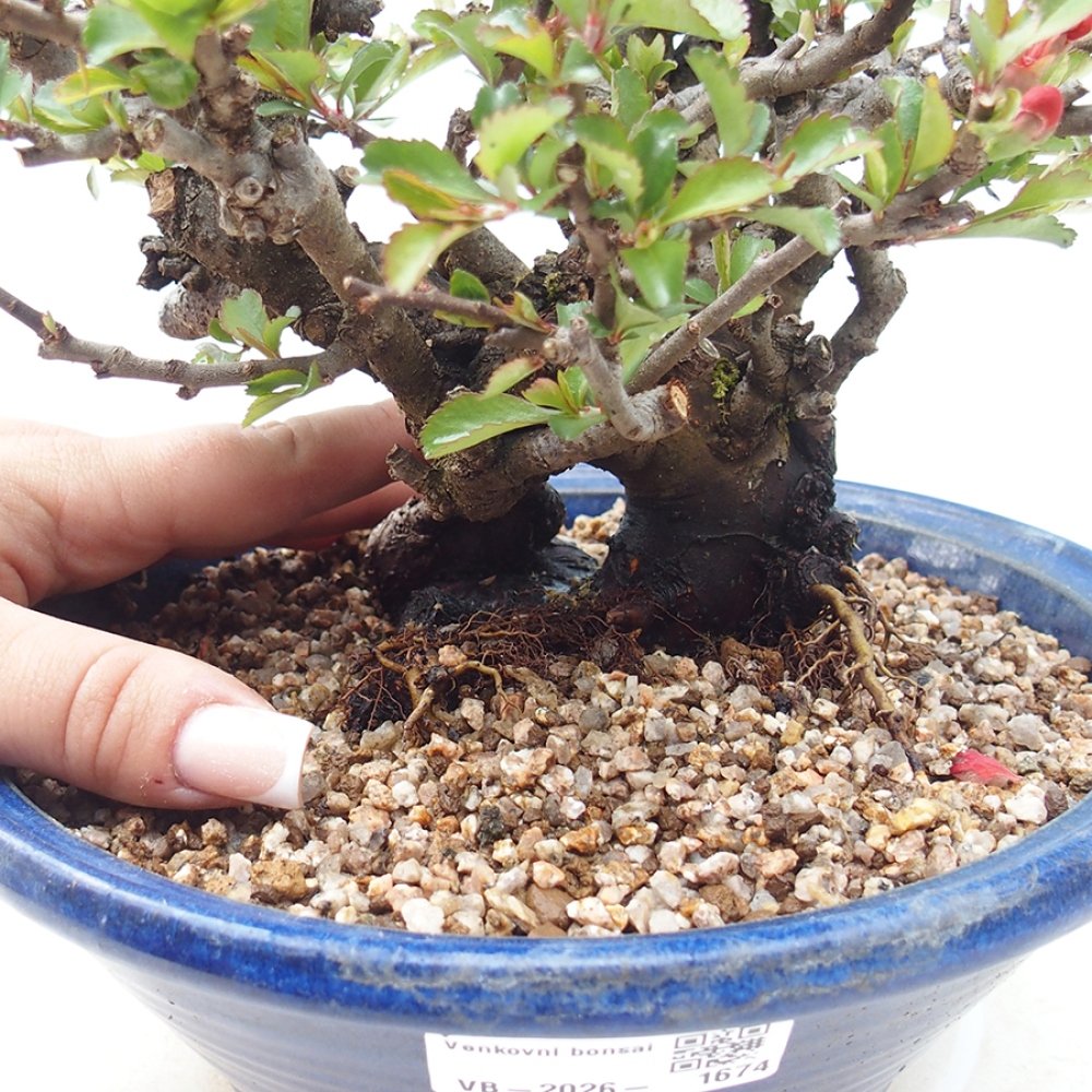 Bonsai da esterno - Chaneomeles speciosa - Cotogno