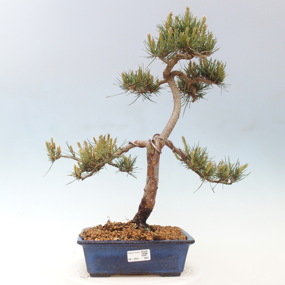 Bonsai da esterno - Pinus Sylvestris Watererri - Pino silvestre