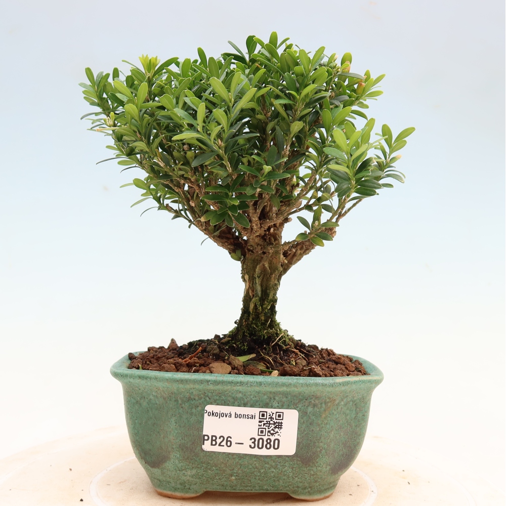 Camera bonsai - Buxus harlandii - buxus da sughero