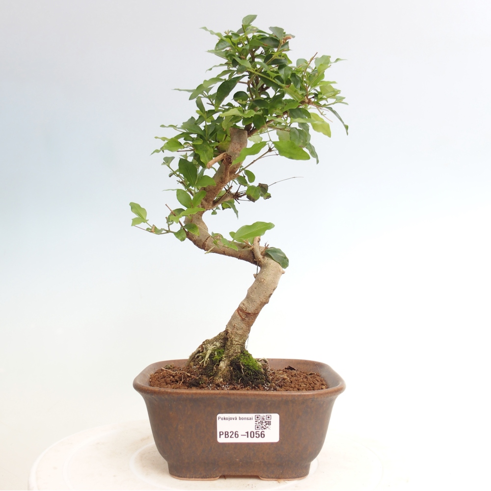 Camera bonsai -Ligustrum chinensis - Becco d'uccello