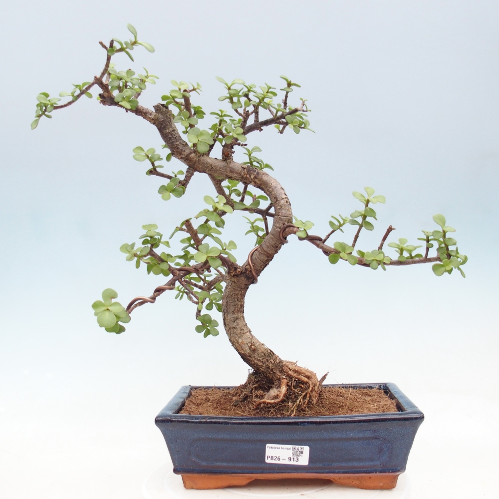 Camera bonsai - Portulakaria Afra - Tlustice