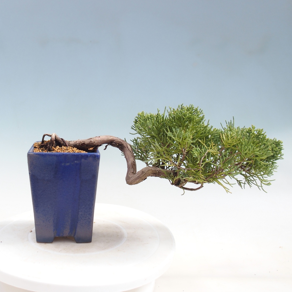 Bonsai da esterno - Juniperus chinensis Kishu