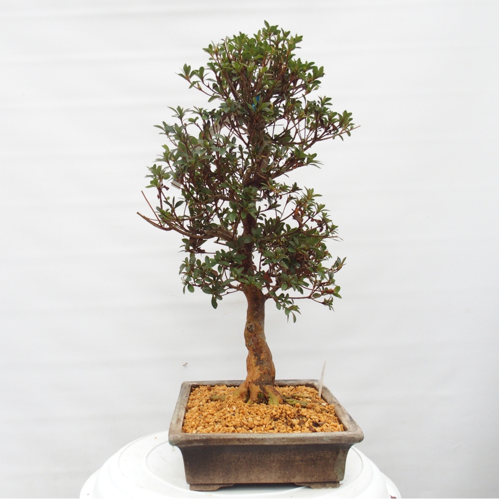 Bonsai da esterno - Azalea giapponese - Azalea Hanatsuzuri