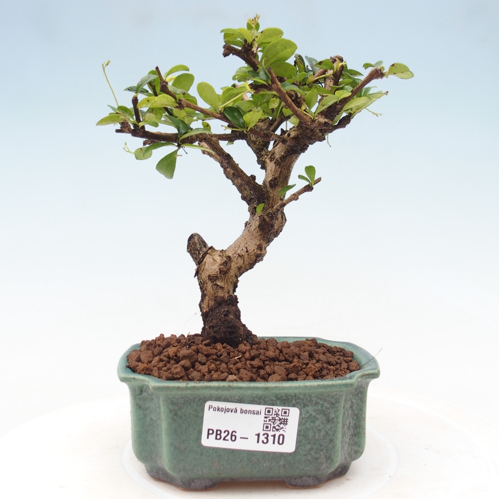 Camera bonsai - Carmona macrophylla - Tea fuki