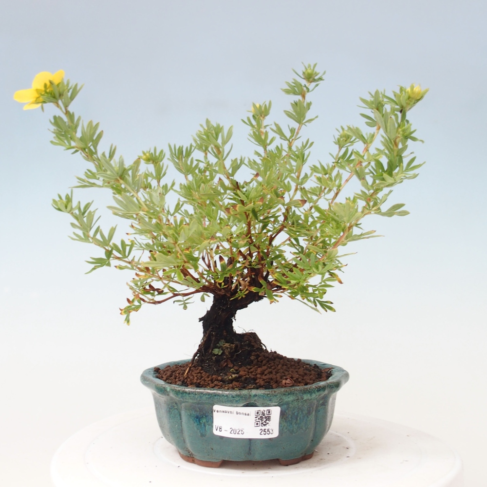Bonsai da esterno - Potentila fruticosa yellow Bird